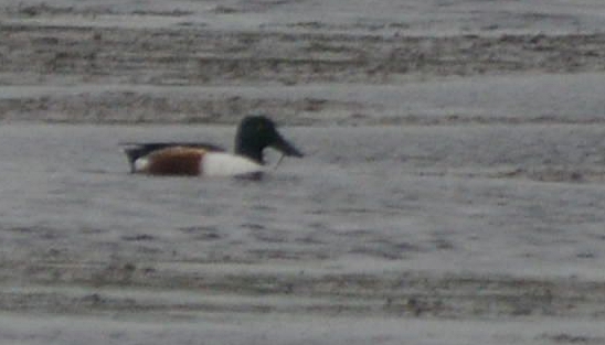 Northern Shoveler