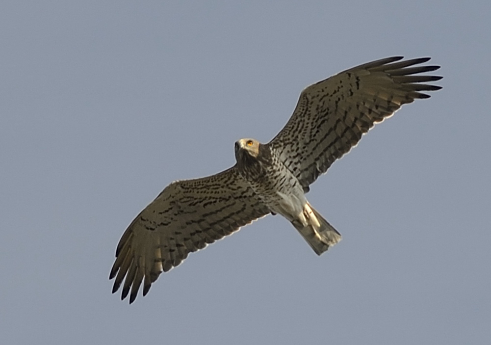 Short-toed Snake Eagle