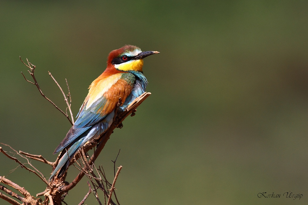 European Bee-eater