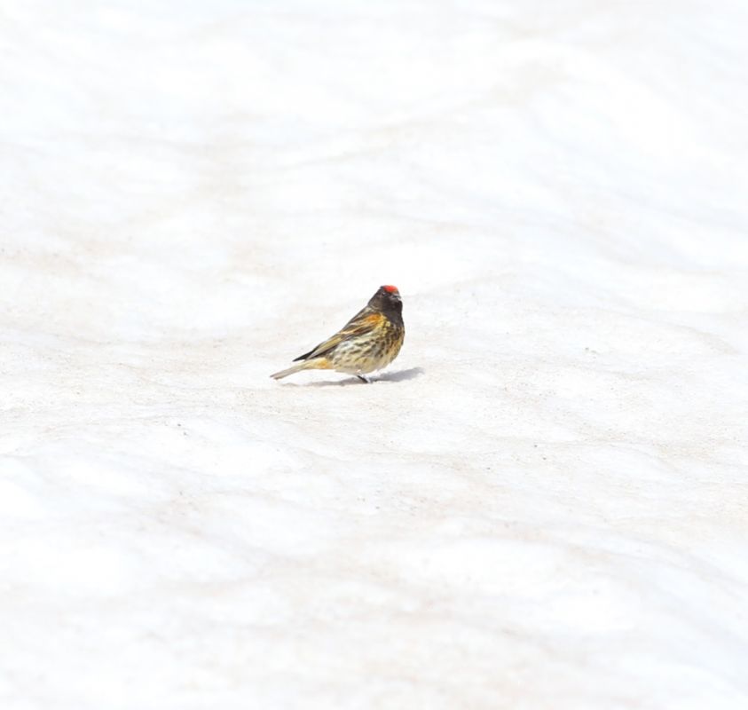 Red-fronted Serin