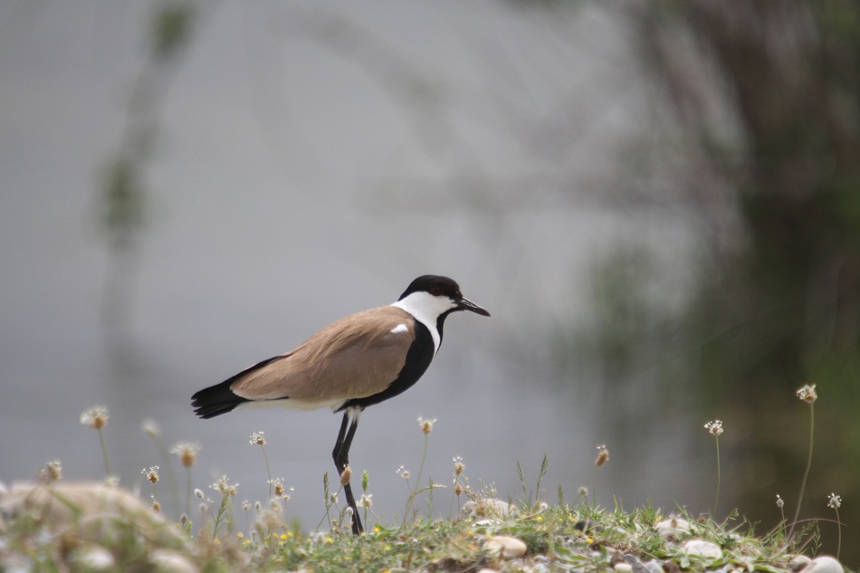 Spur-winged Lapwing