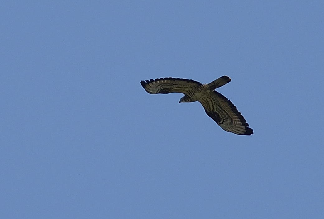 European Honey Buzzard