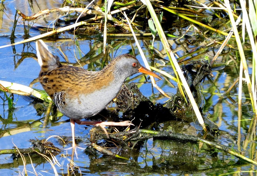 Water Rail