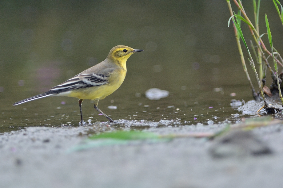 Citrine Wagtail