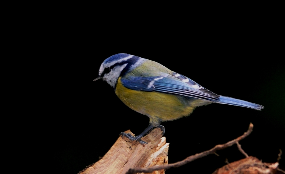 Eurasian Blue Tit