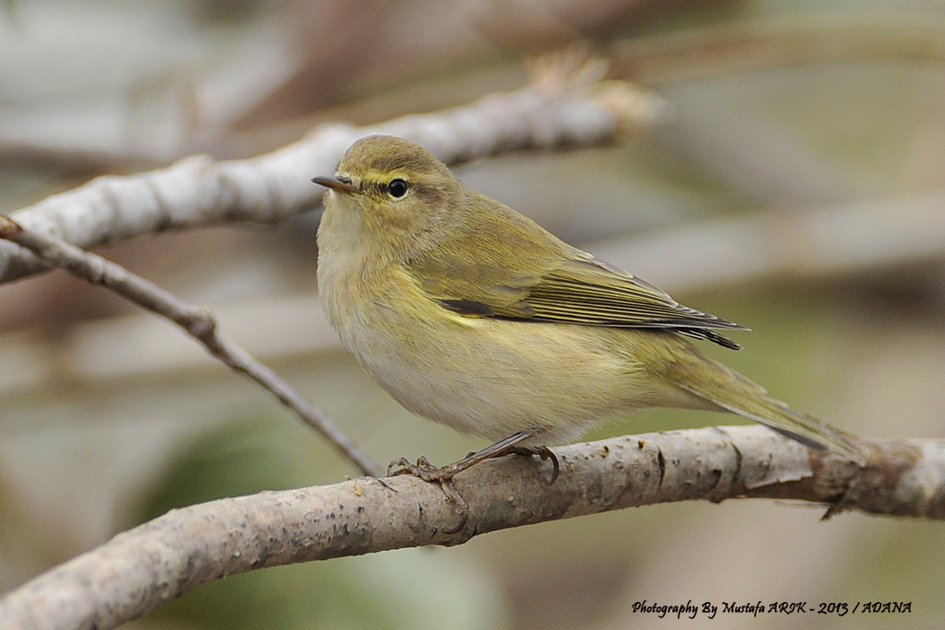 Common Chiffchaff