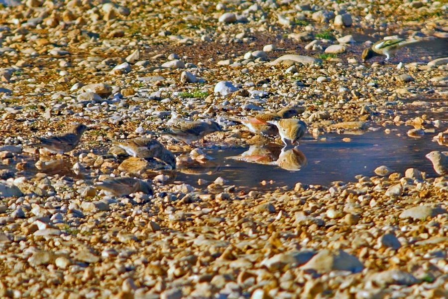 Crimson-winged Finch
