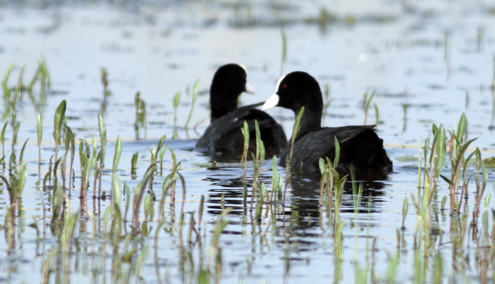 Eurasian Coot