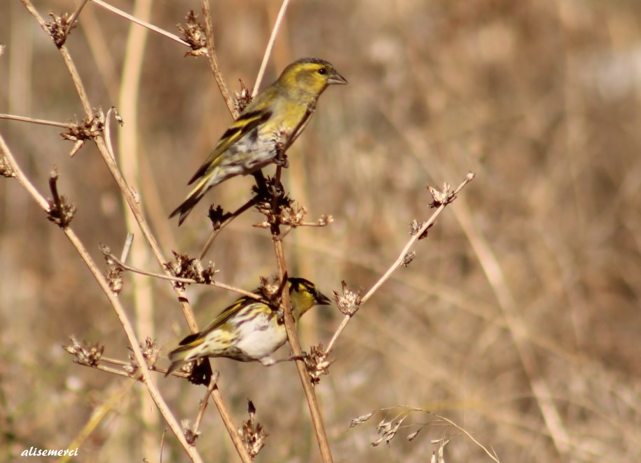 Eurasian Siskin