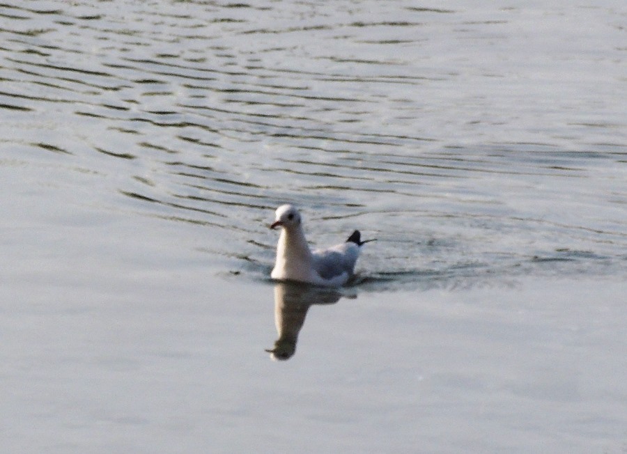 Black-headed Gull