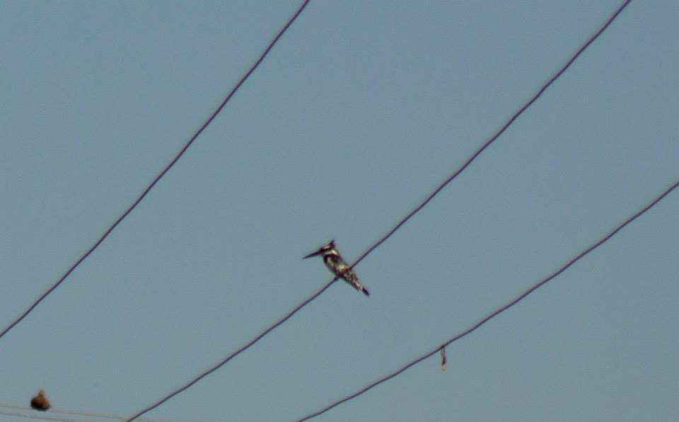 Pied Kingfisher