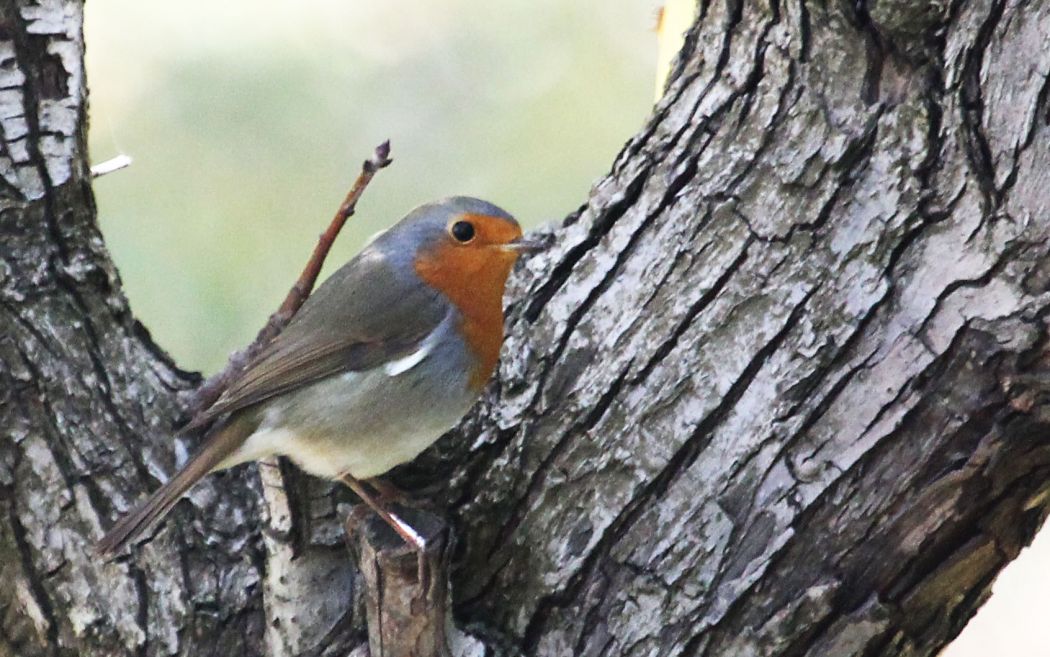 European Robin