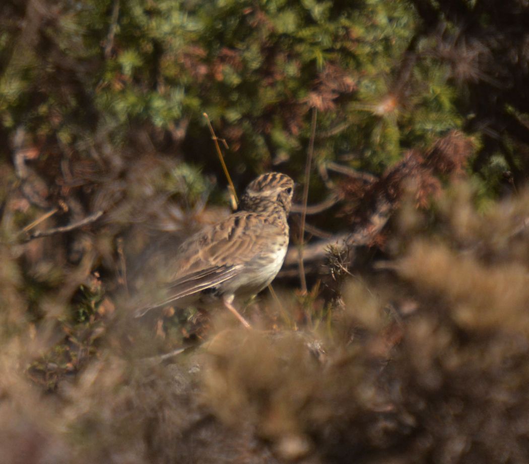 Woodlark