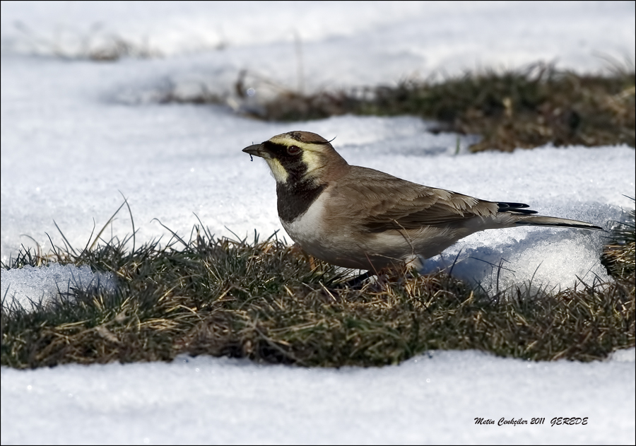 Horned Lark