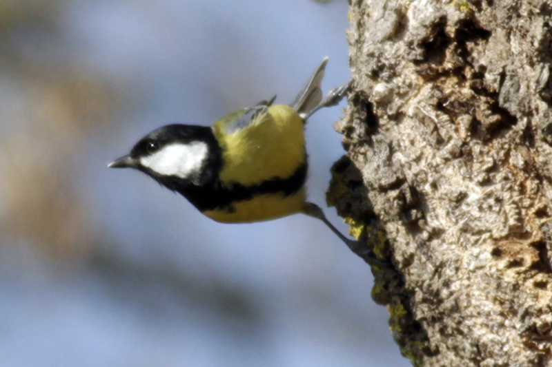 Great Tit