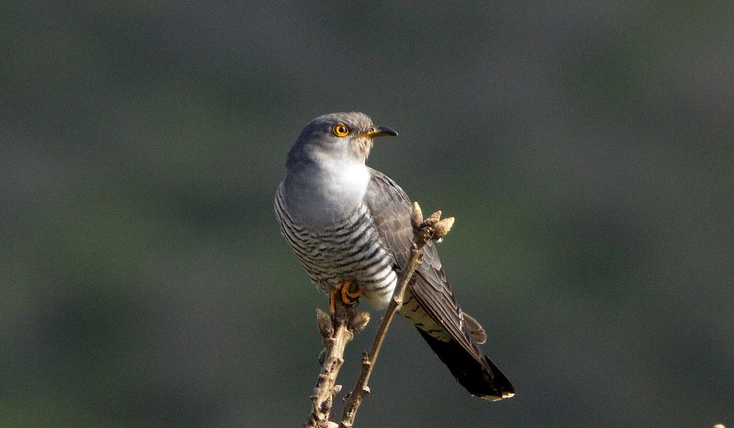 Common Cuckoo