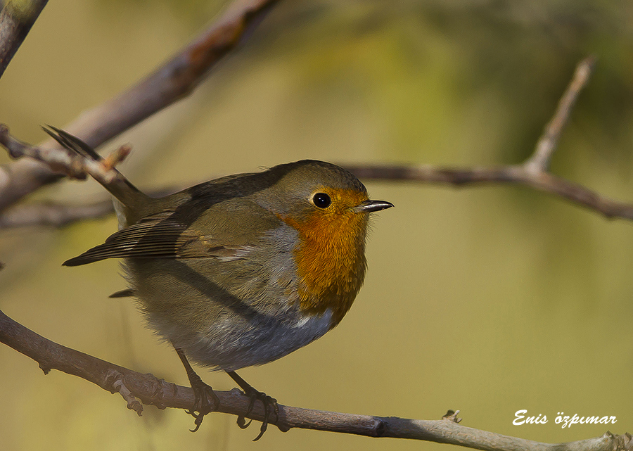 European Robin