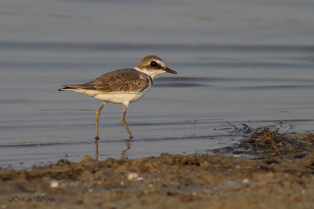 Kentish Plover