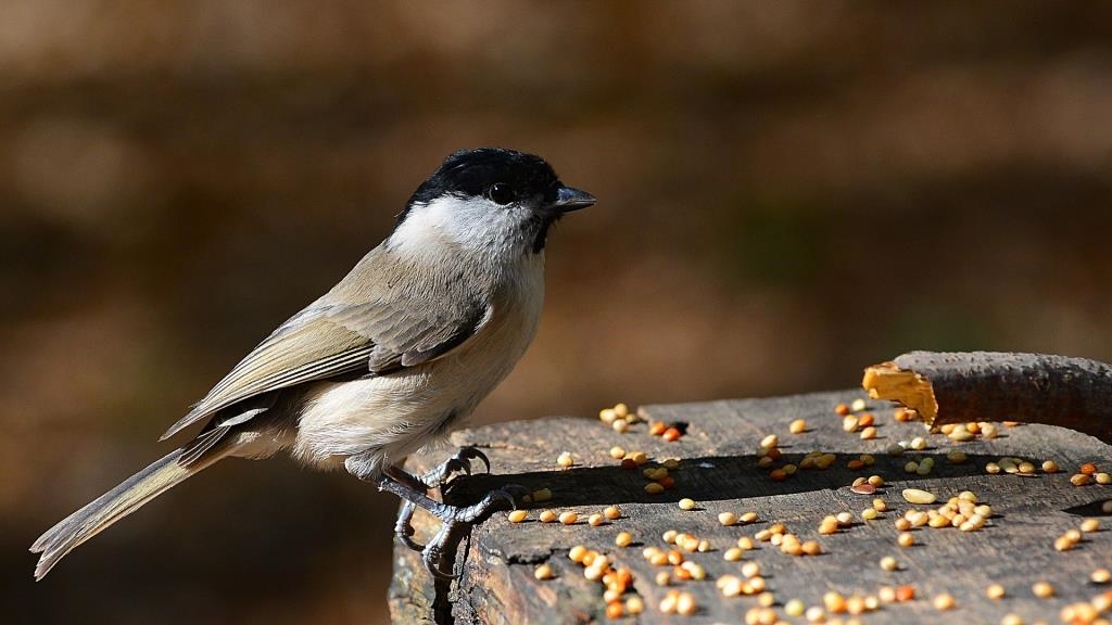 Marsh Tit