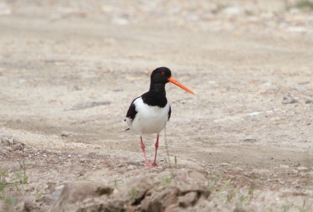 Eurasian Oystercatcher