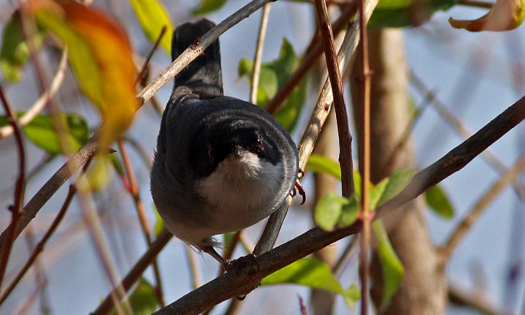 Sardinian Warbler