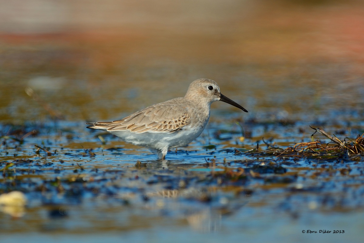 Dunlin