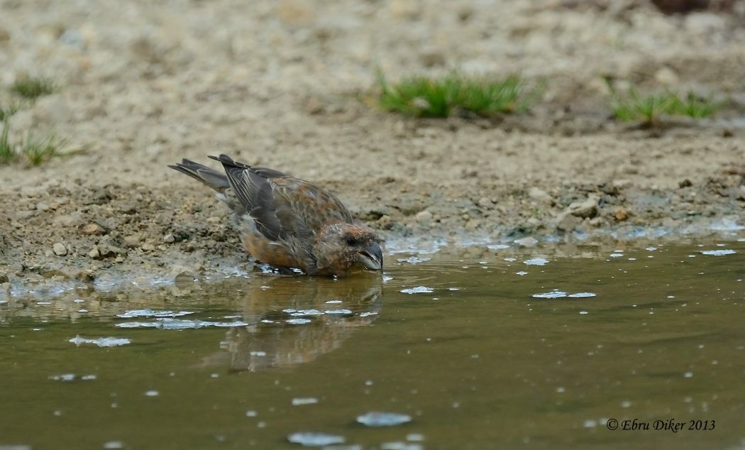 Red Crossbill