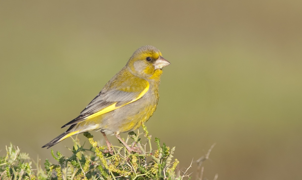 European Greenfinch