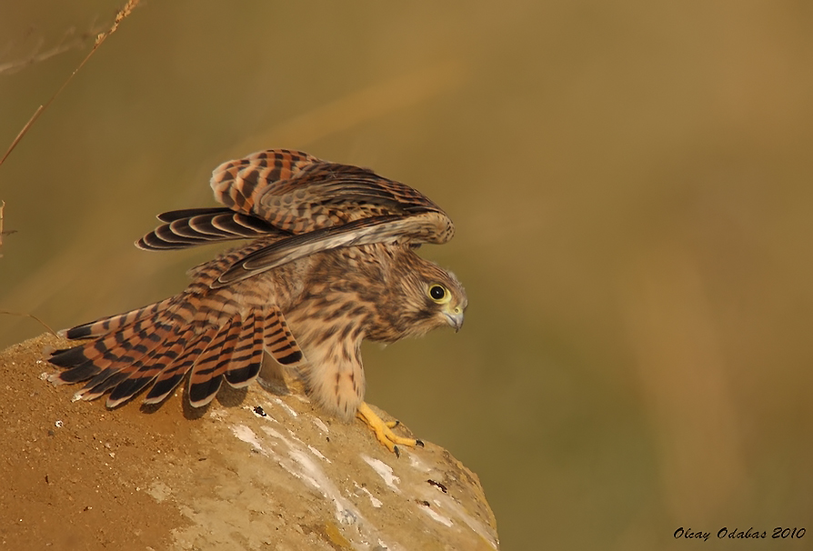 Common Kestrel