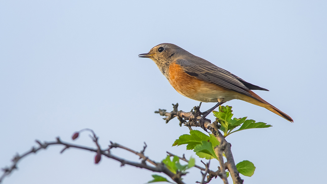 Common Redstart