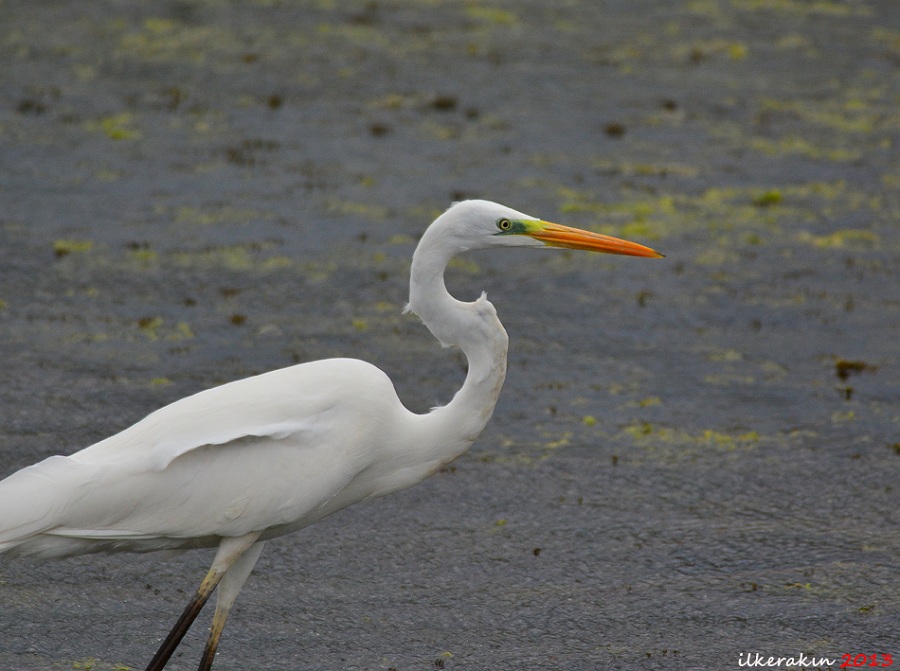 Great Egret