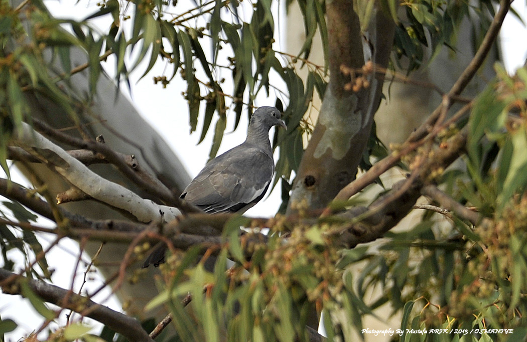 Common Wood Pigeon
