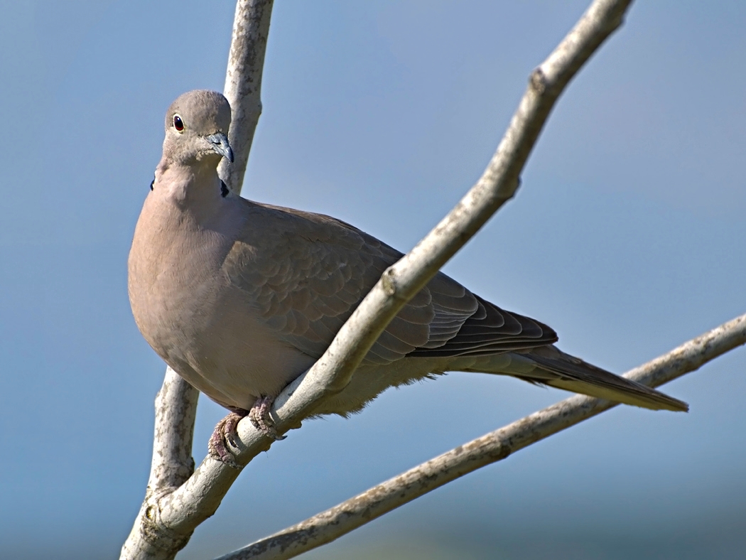 Eurasian Collared Dove