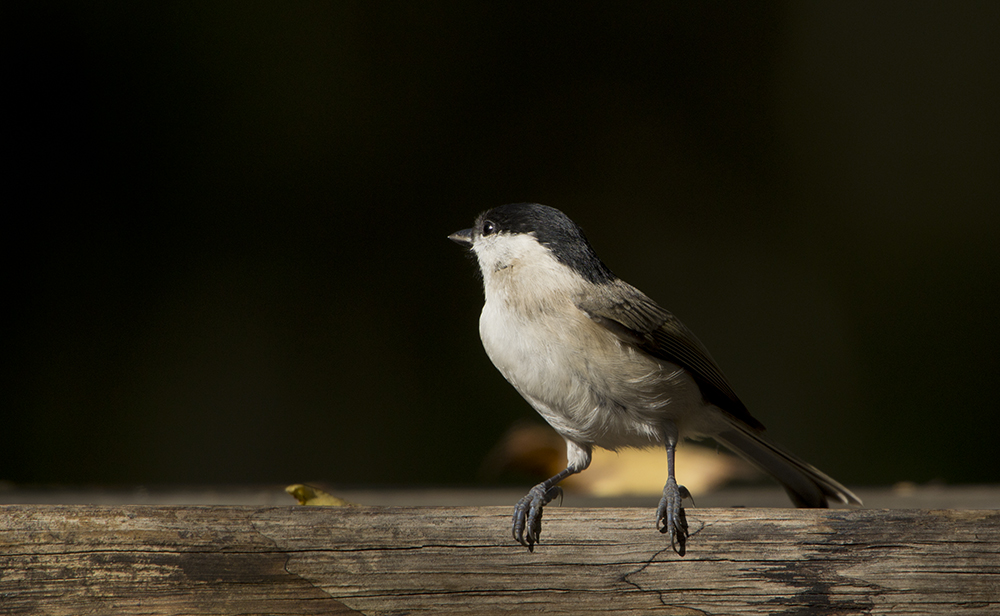 Marsh Tit