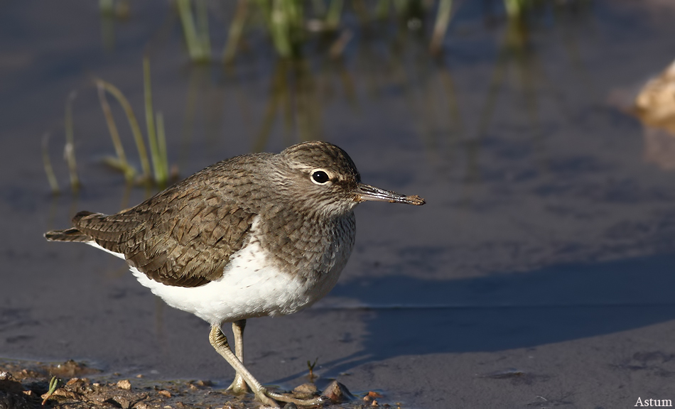 Common Sandpiper
