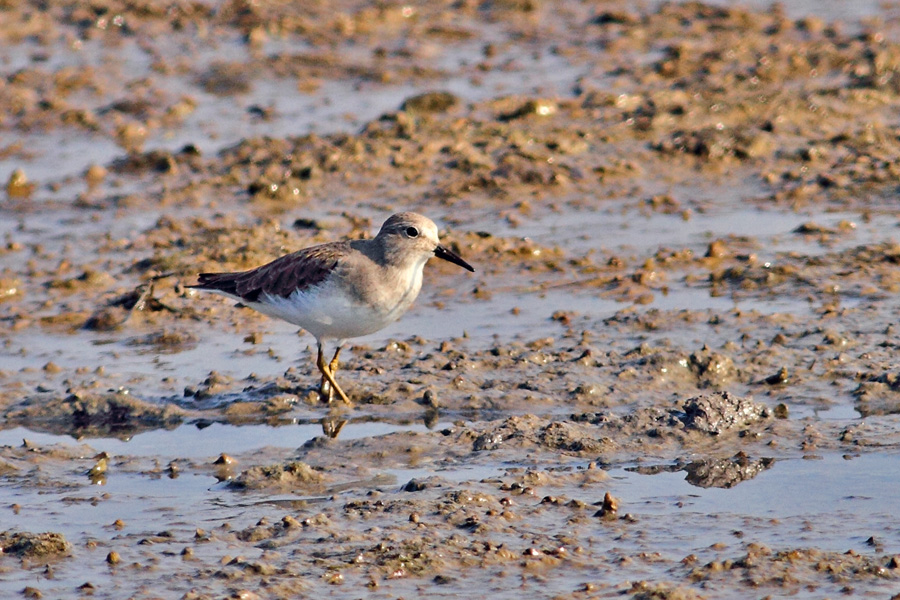 Temminck`s Stint
