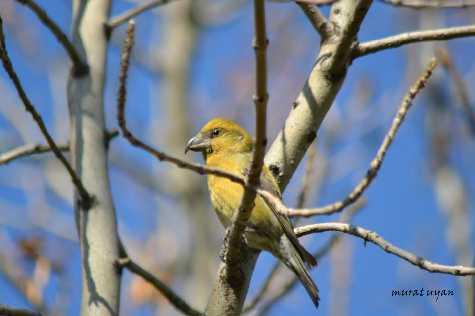 Red Crossbill