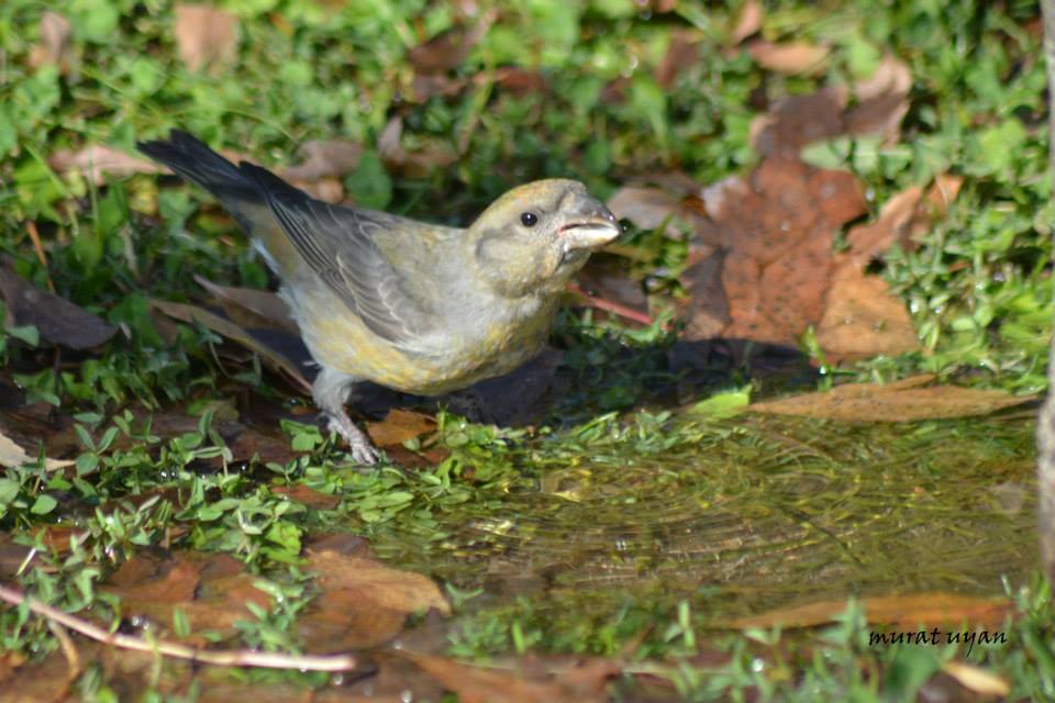 Red Crossbill