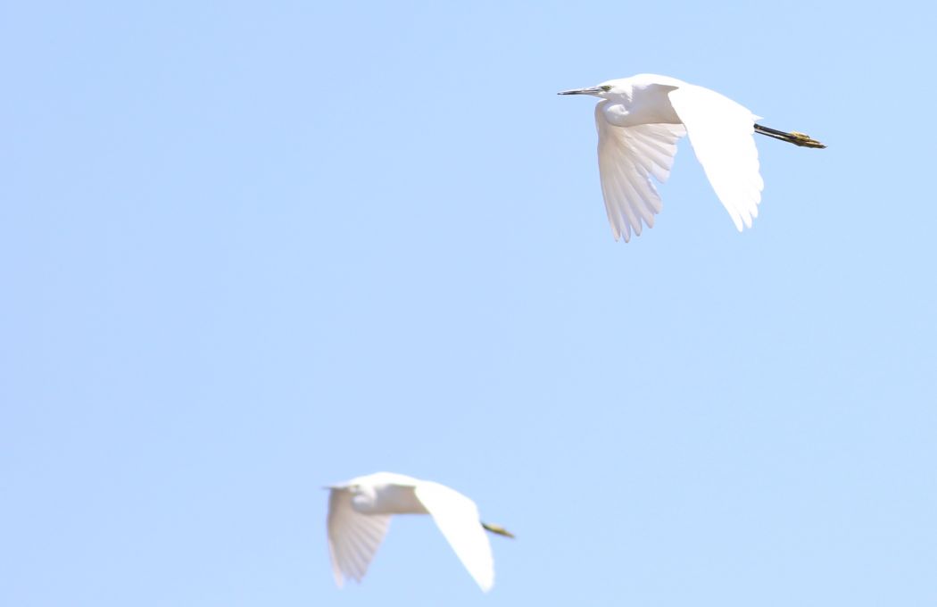 Little Egret