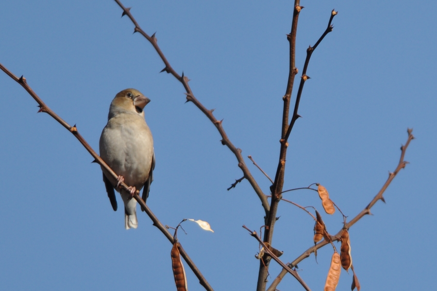 Hawfinch