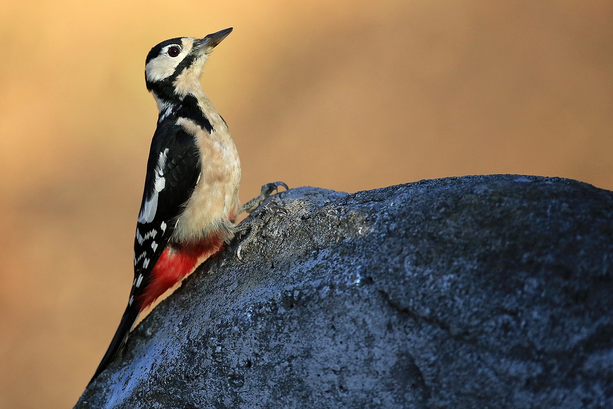 Great Spotted Woodpecker