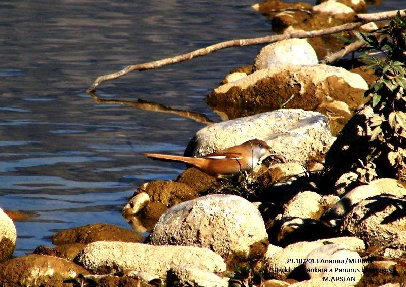 Bearded Reedling