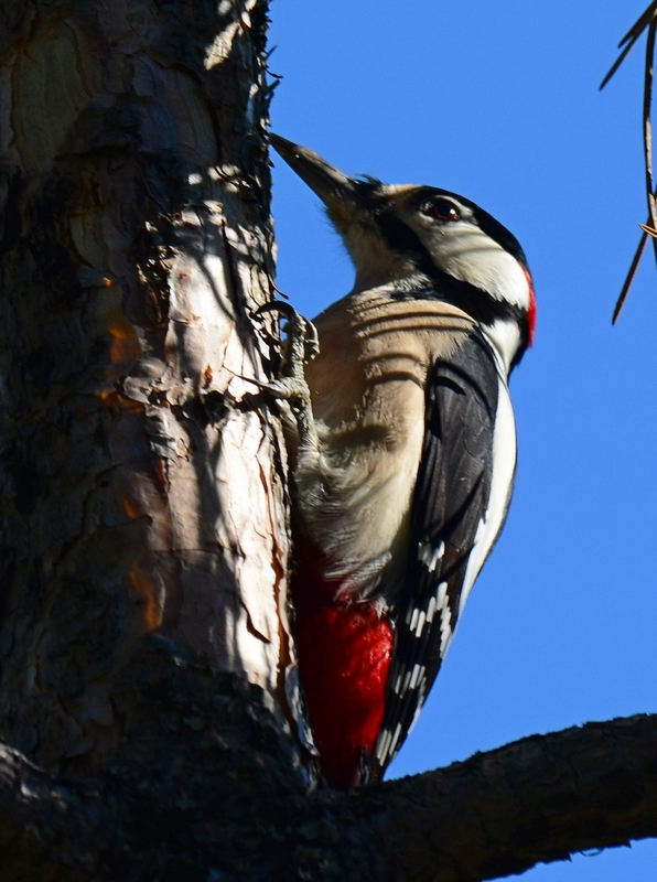 Great Spotted Woodpecker