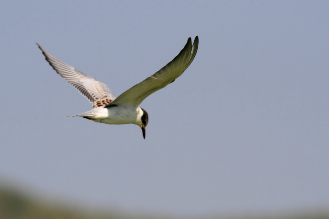 Whiskered Tern