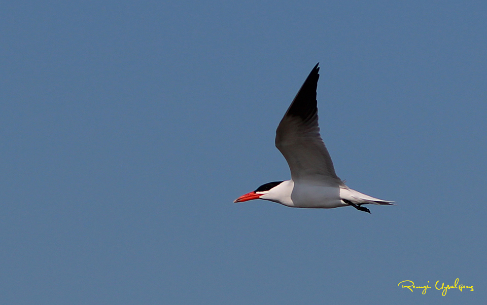 Caspian Tern