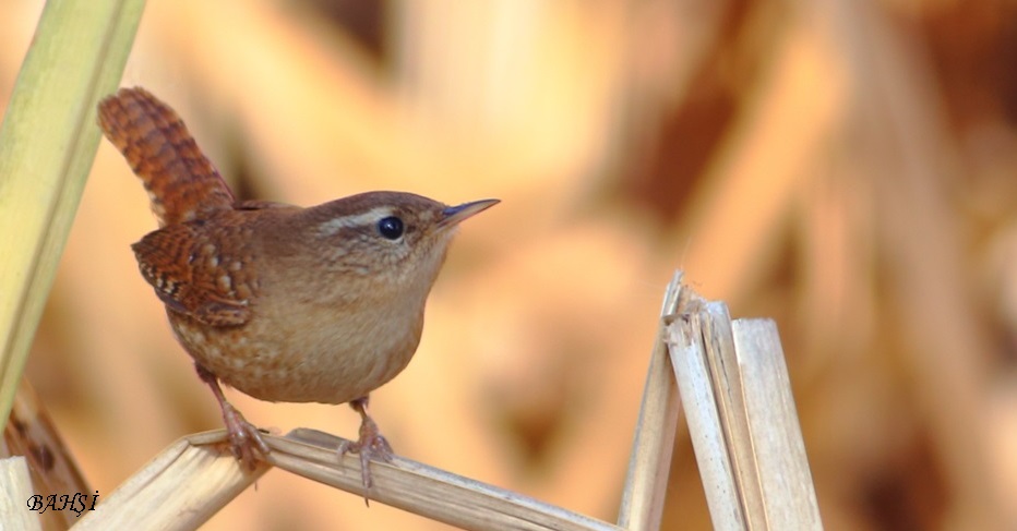 Eurasian Wren