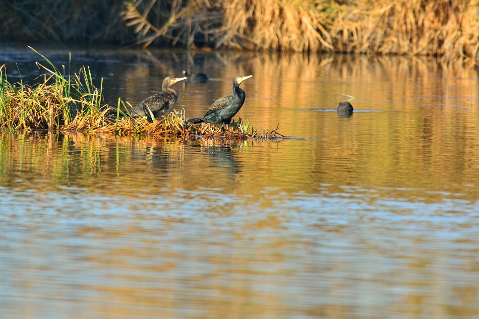 Great Cormorant