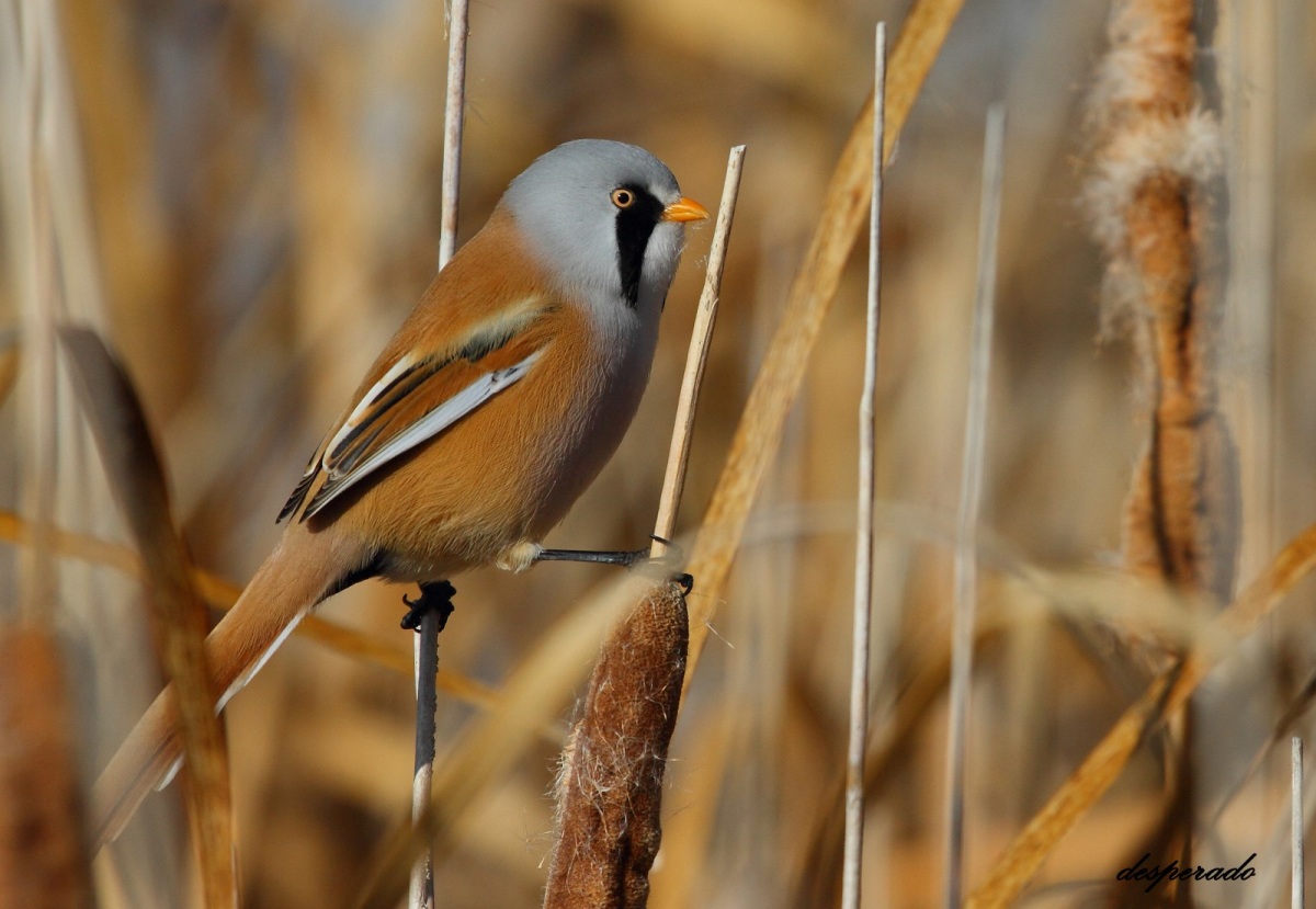 Bearded Reedling