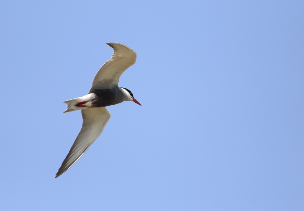 Whiskered Tern