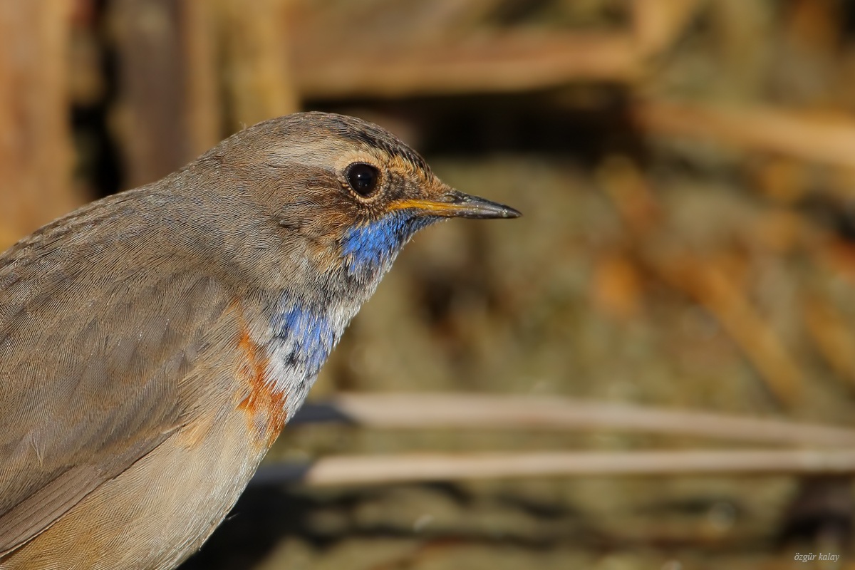 Bluethroat